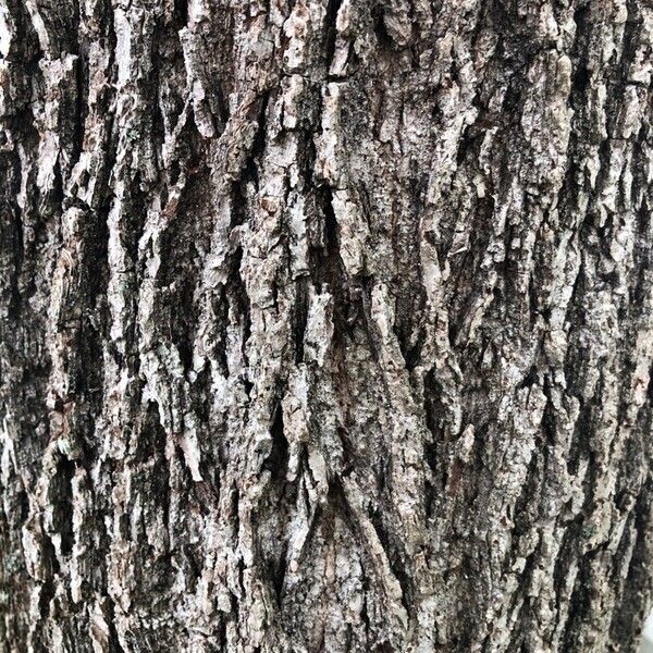 Juglans nigra Bark