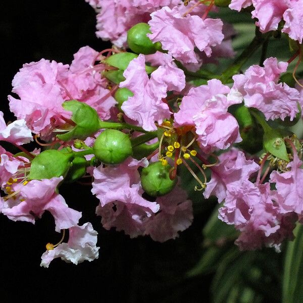 Lagerstroemia indica Fruit