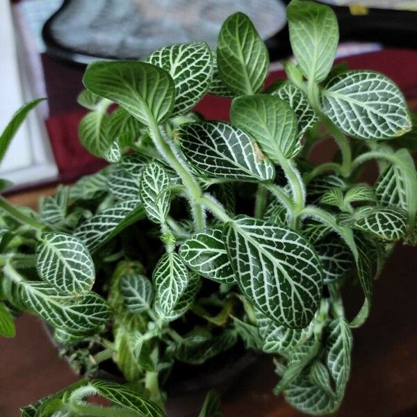 Fittonia albivenis Ліст