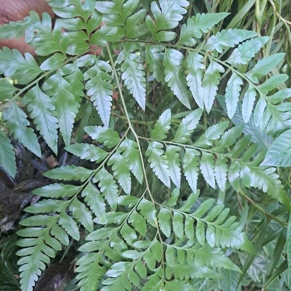 Pityrogramma calomelanos Leaf