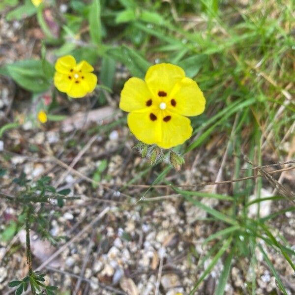 Tuberaria guttata Blomst