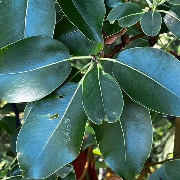 Arbutus menziesii ഇല