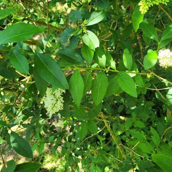 Ligustrum ovalifolium 葉