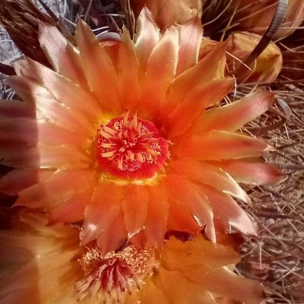 Ferocactus wislizeni Fiore