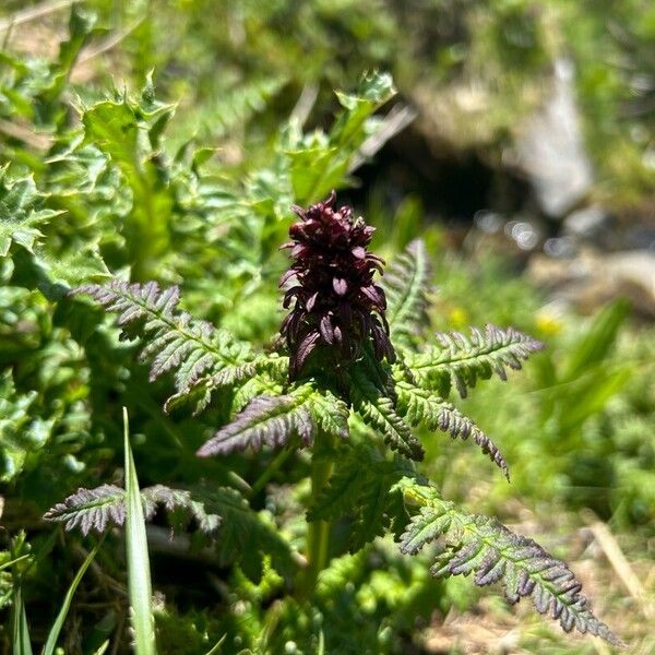 Pedicularis recutita Fiore