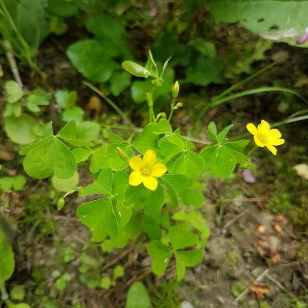 Oxalis fontana Other