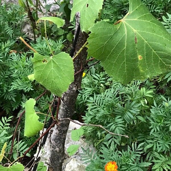 Vitis labrusca Folla