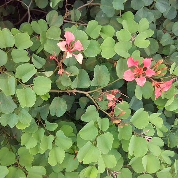 Bauhinia galpinii Alia