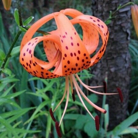 Lilium lancifolium Flor