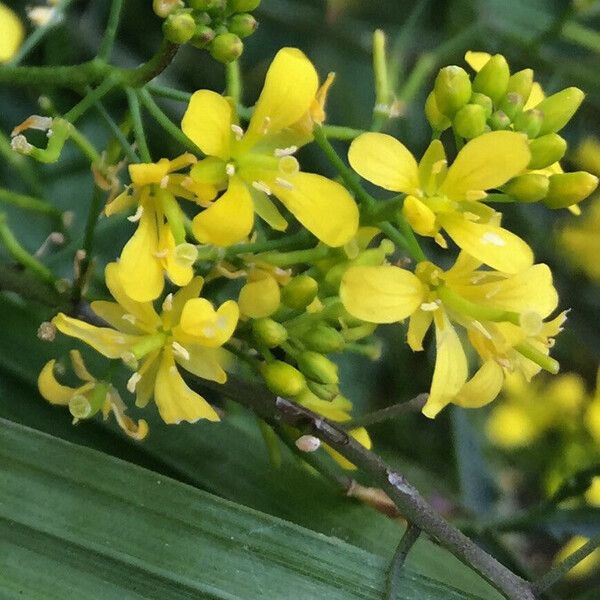 Bunias orientalis Λουλούδι