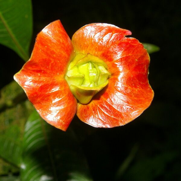 Psychotria elata Květ