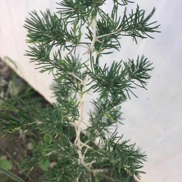 Asparagus albus 葉