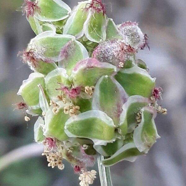 Sanguisorba minor Λουλούδι