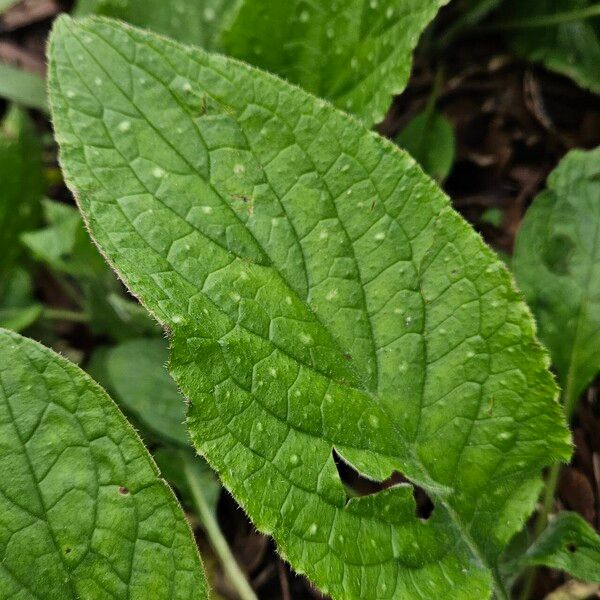 Pentaglottis sempervirens برگ