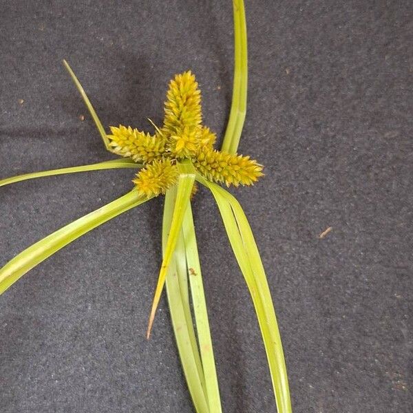 Cyperus aggregatus Flor