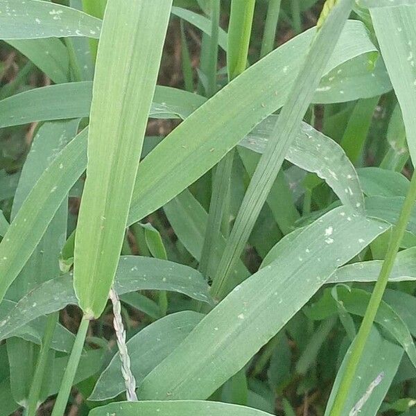 Digitaria ciliaris Blatt