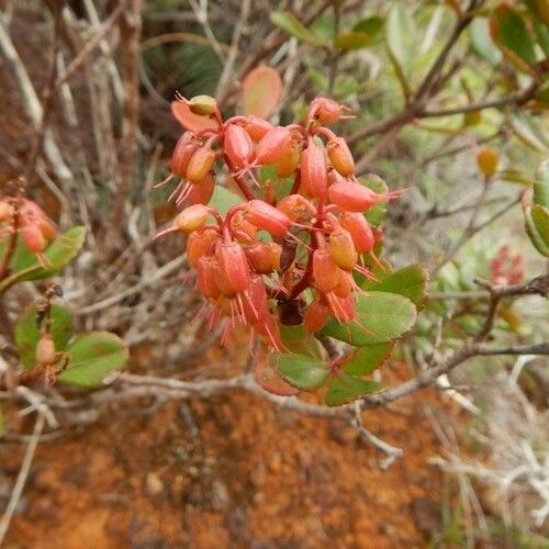 Cunonia lenormandii Fruit