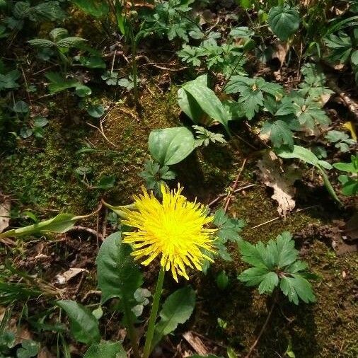 Taraxacum mattmarkense फूल