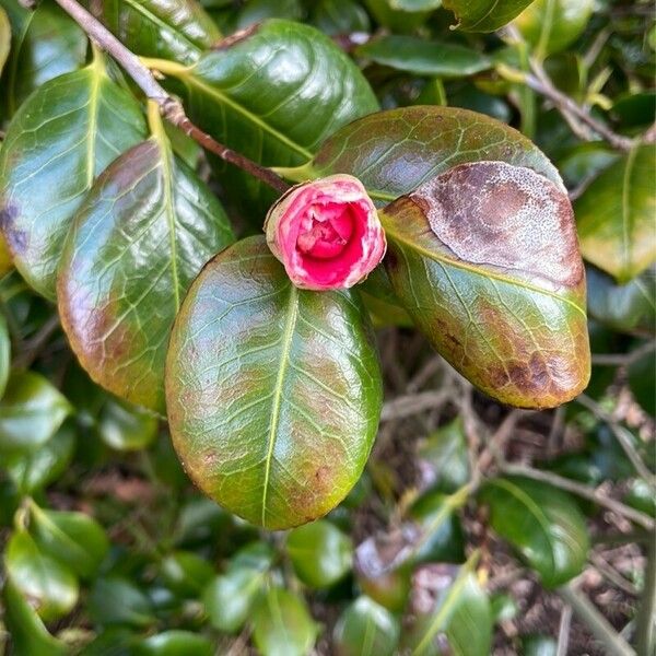 Camellia sasanqua Virág