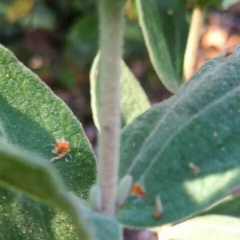 Cistus albidus Rinde