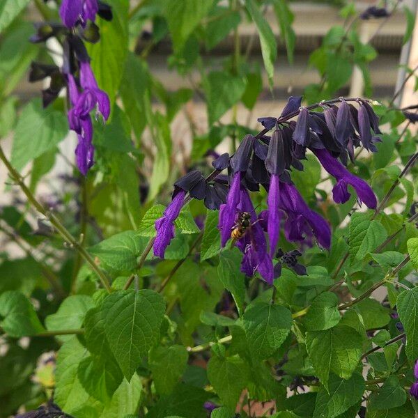 Salvia guaranitica Costuma