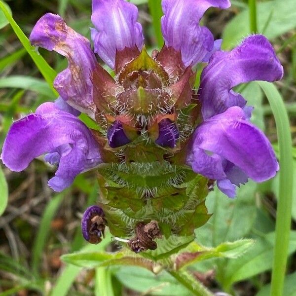 Prunella grandiflora 花