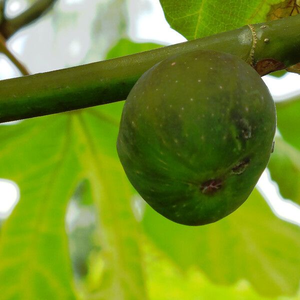 Ficus carica Ovoce