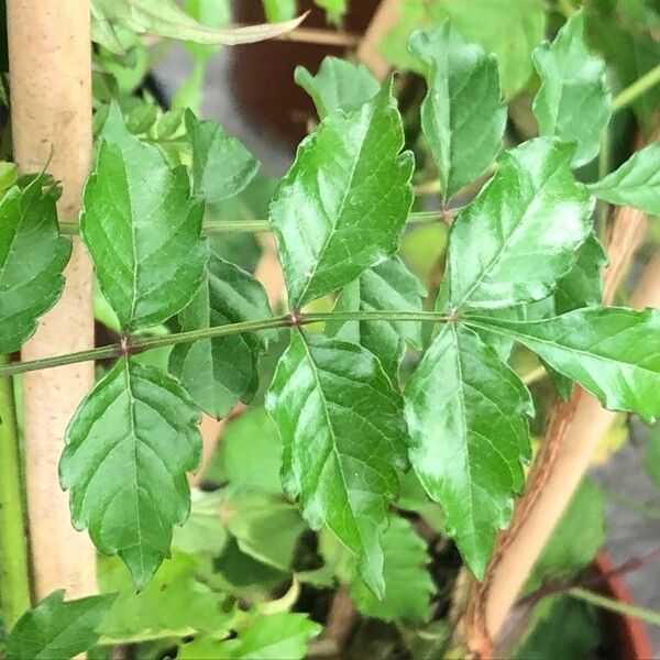 Campsis grandiflora Fuelha