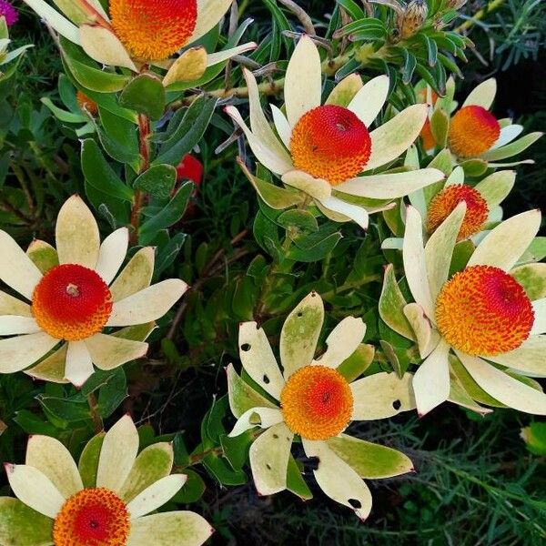 Protea caffra Blomma
