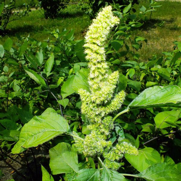 Amaranthus retroflexus Blomma