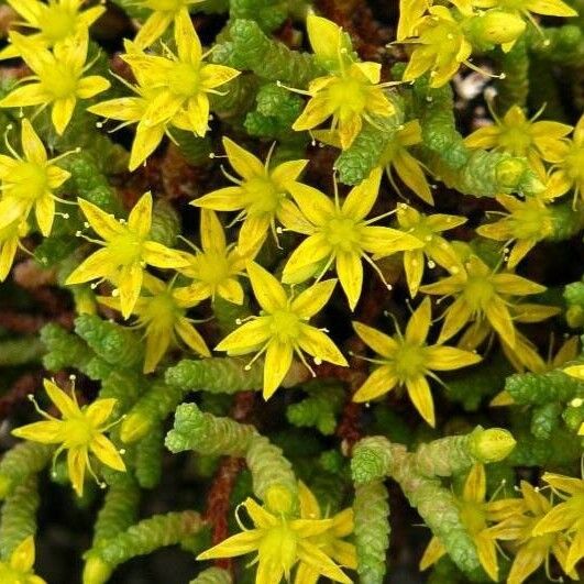 Sedum cupressoides Flower