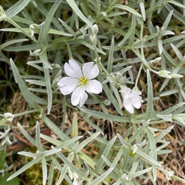 Cerastium tomentosum ফুল