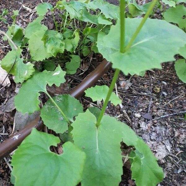 Doronicum plantagineum Листок