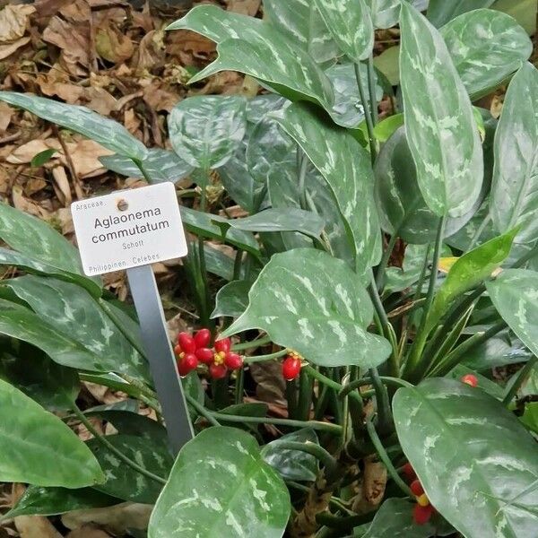 Aglaonema commutatum Ostatní