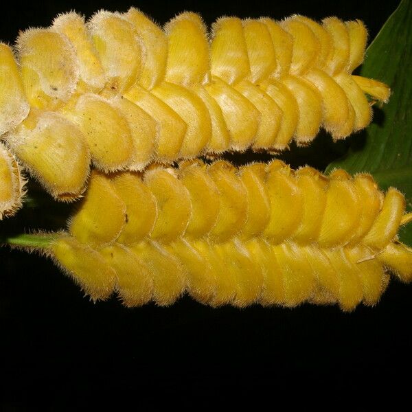 Calathea lasiostachya Fruit