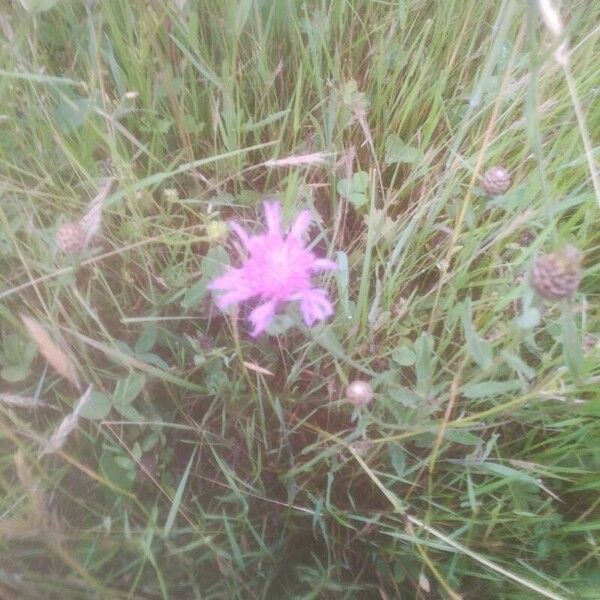 Centaurea jacea Blomst