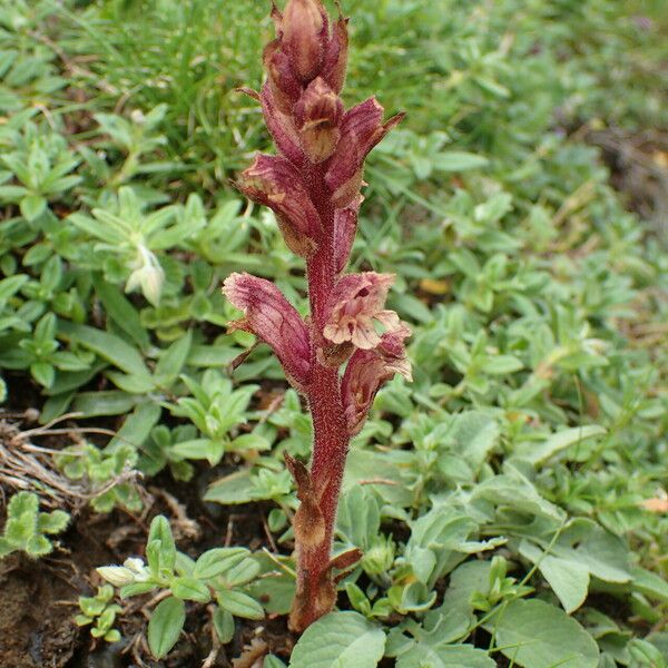 Orobanche alba Alkat (teljes növény)