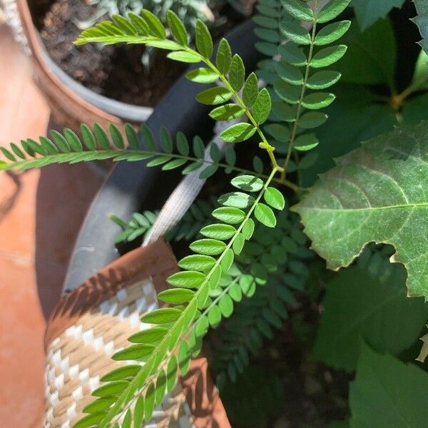 Gleditsia aquatica Blad