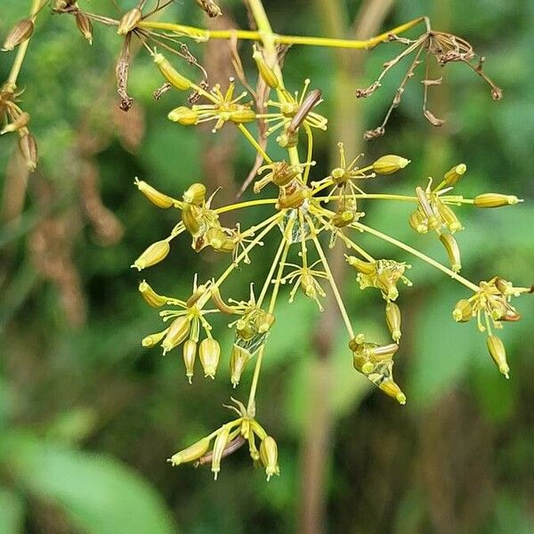 Chaerophyllum bulbosum Flower