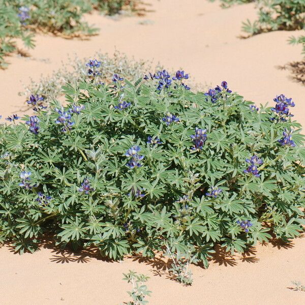 Lupinus digitatus ശീലം