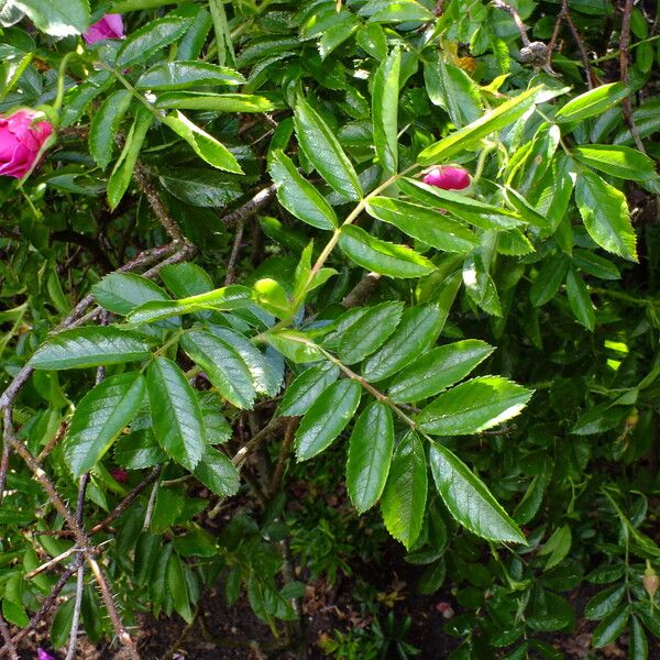 Rosa blanda Leaf
