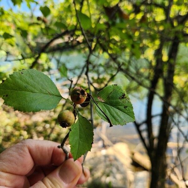 Crataegus viridis Folio