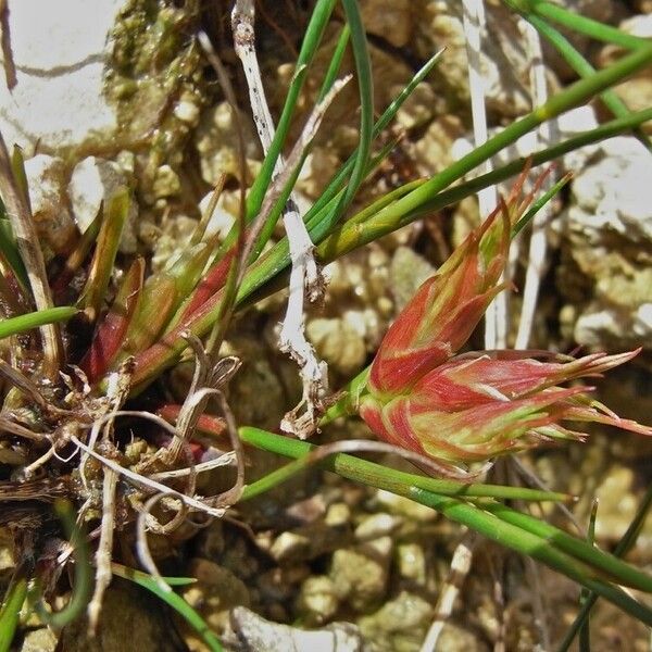 Juncus articulatus Foglia