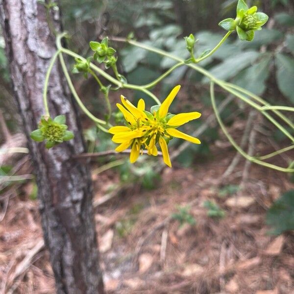 Silphium asteriscus Цвят