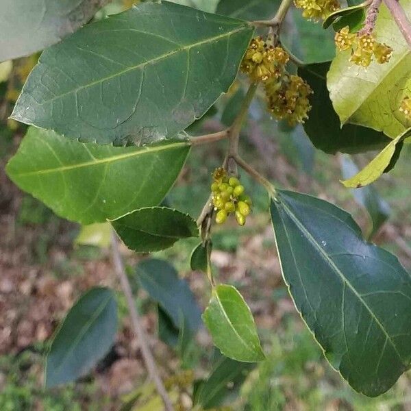 Rhamnus alaternus Leaf