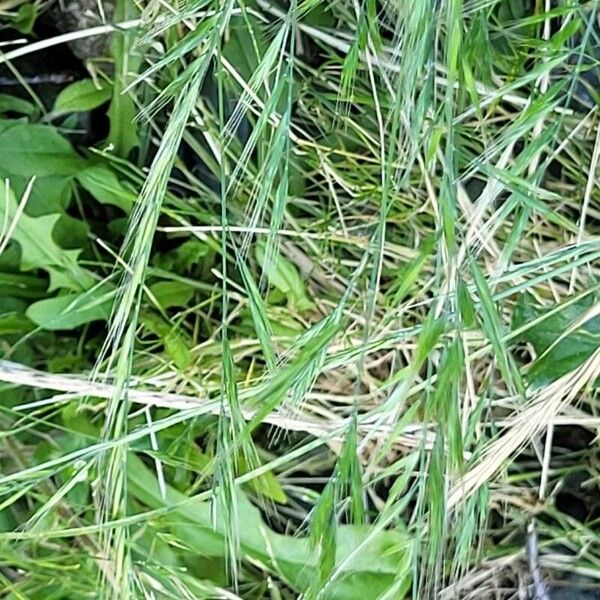 Festuca bromoides Kukka