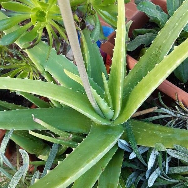 Aloe vera Leaf