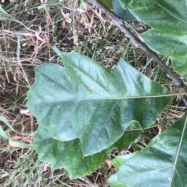 Quercus velutina Liść