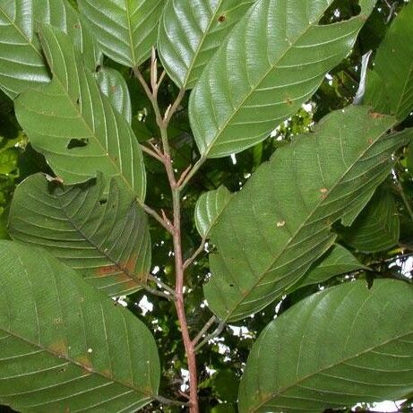 Minquartia guianensis Beste bat