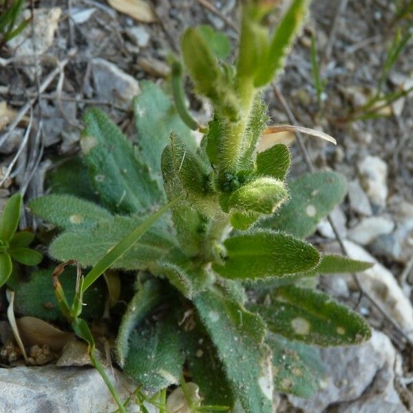 Arabis planisiliqua Хабит